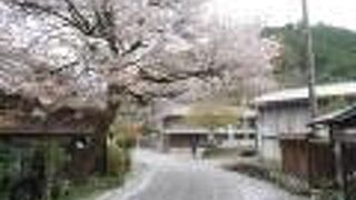 桜と宿場町。
