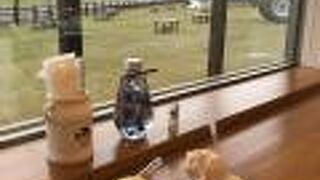 種類豊富なアイスクリーム