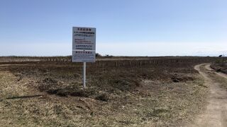 見頃でないと花は咲いていません