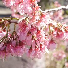 咲いていた桜。