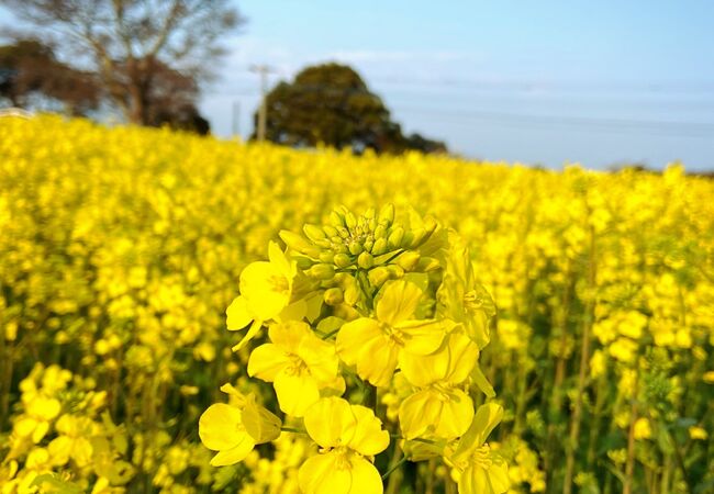 長崎鼻 大分県豊後高田市 クチコミ アクセス 営業時間 宇佐 豊後高田 フォートラベル