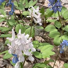 白いエゾエンゴサクも！