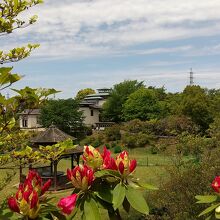 シャクナゲとネパール寺院