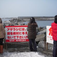 抜海港アザラシ観察所