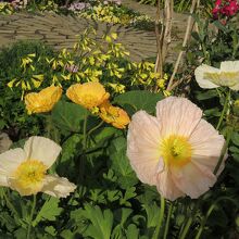 花壇に咲くケシの花