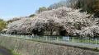 宇治川公園