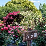 バラ園の薔薇が見頃です