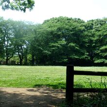 都立公園部分の目玉は、赤塚城本丸跡の草地