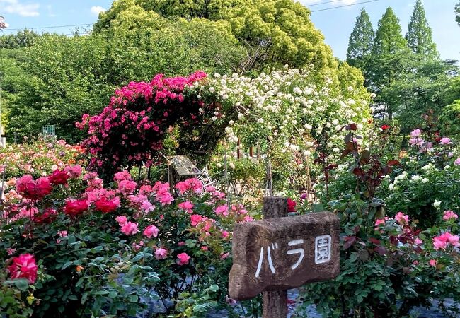 バラ園の薔薇が見頃です