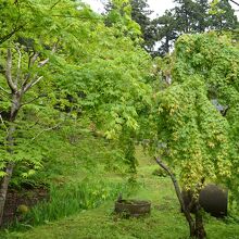 新緑の境内