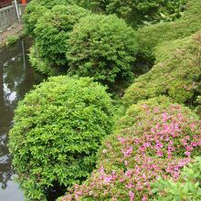 連休明けに訪問で大名庭園のツツジは終り、サツキが少々で残念。