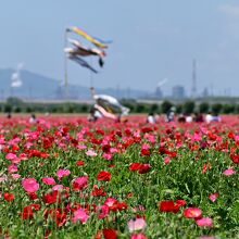 広がるポピー。遠景はコンビナート
