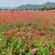 広い農地に植わっている