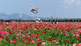 ヒマワリ以外にも