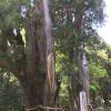 見る価値ありの大杉