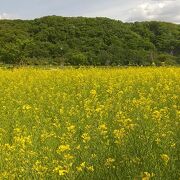 ツツジが咲き初め