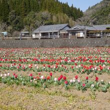 周辺はチューリップ畑です