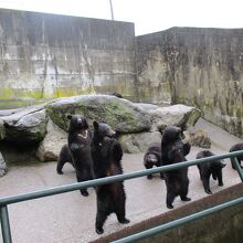 ツキノワグマがかわいい By フローリアンチッチ 奥飛騨クマ牧場のクチコミ フォートラベル ツキノワグマがかわいい By フローリアンチッチ 奥飛騨クマ牧場のクチコミ フォートラベル
