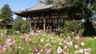 古刹の雰囲気が感じられるコスモス寺