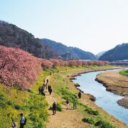南伊豆町の河津桜