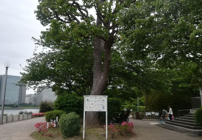 越中島公園 クチコミ アクセス 営業時間 門前仲町 フォートラベル 越中島公園 クチコミ アクセス 営業時間 門前仲町 フォートラベル