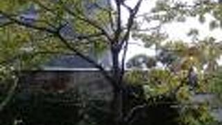 大きくなってきます