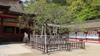 飛んできた梅！