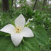 5月中旬、六花の森に負けずにエンレイソウ開花