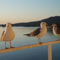 ウミネコが部屋の手すりまでやってくる