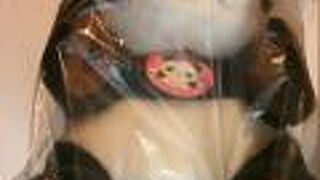 アドベンチャーワールドと言えばパンダ