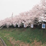 浅井の軍勢が陣取った場所である。