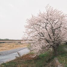 姉川古戦場、川沿いの桜。