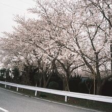 姉川古戦場に咲く桜。