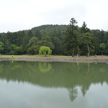 毛越寺様の池