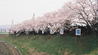 浅井の軍勢が陣取った場所である。