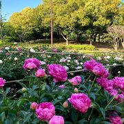 芍薬が綺麗　健康的な公園