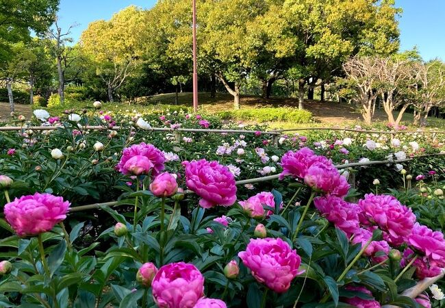 芍薬が綺麗　健康的な公園