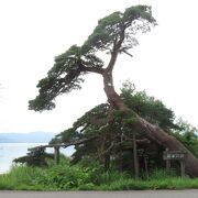 田澤湖畔の樹齢３００年の松