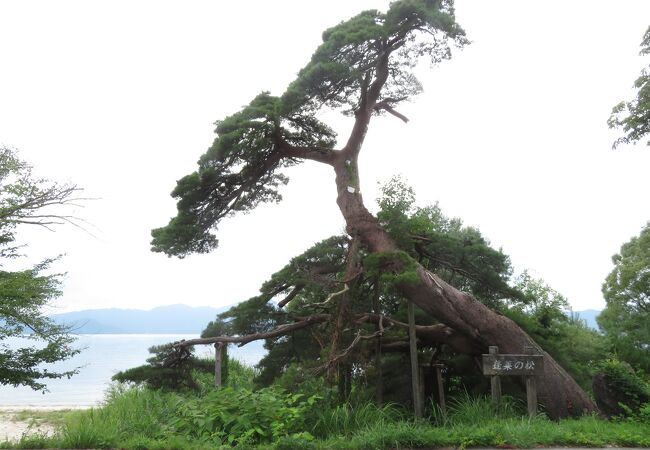 田澤湖畔の樹齢３００年の松