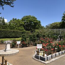 公園内にあるバラ園