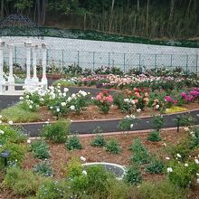 野津田公園のバラ園