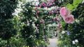 バラがたくさん