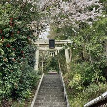 虎御前神社、鳥居は参道にありサクラとツバキが咲いていた。 