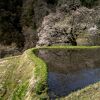 駒つなぎの桜