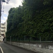 木立で想像してみたり