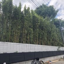 竹林で想像してみたり