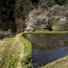 駒つなぎの桜と映り込み