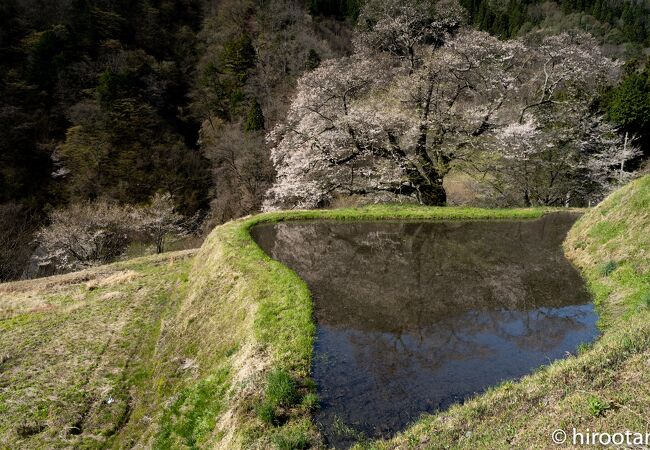 駒つなぎの桜