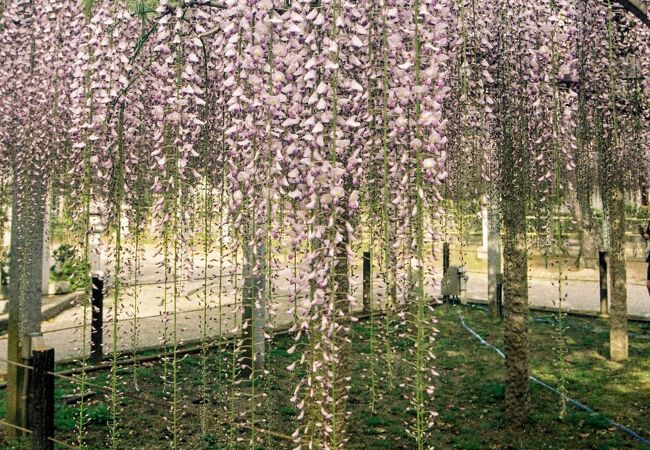 砂ずりの藤で知られている神社である。