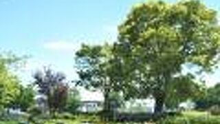 汽車道や四つ葉のクローバーなども